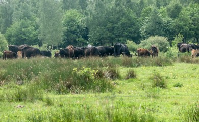 img-25