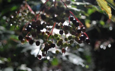img-26